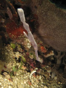 sulawesi-ocean-rover-55