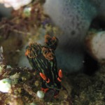 sulawesi-ocean-rover-57
