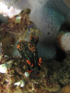 sulawesi-ocean-rover-57