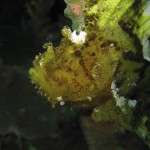 Leaf Fish Leaf Fish