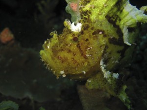Leaf Fish