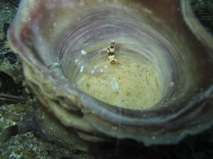 sulawesi-ocean-rover-6