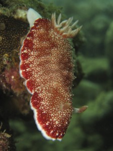 sulawesi-ocean-rover-60