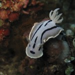 sulawesi-ocean-rover-61