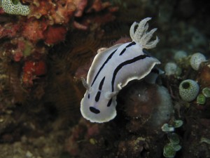 sulawesi-ocean-rover-61
