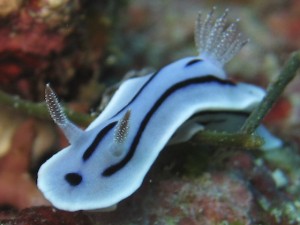 sulawesi-ocean-rover-62