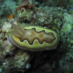 sulawesi-ocean-rover-64