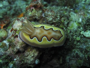 sulawesi-ocean-rover-64