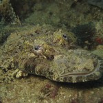 Crocodile Fish Crocodile Fish