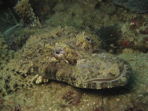 Crocodile Fish