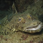 Crocodile Fish Crocodile Fish