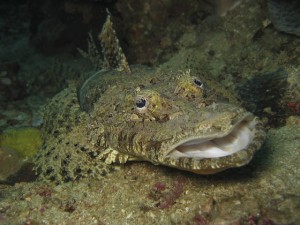 Crocodile Fish