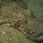 Crocodile Fish Crocodile Fish