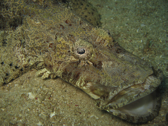 Crocodile Fish