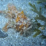 sulawesi-ocean-rover-7