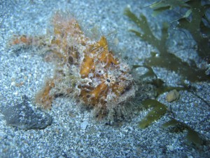 sulawesi-ocean-rover-7