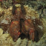 Spearing Mantis Shrimp In Hole Spearing Mantis Shrimp In Hole