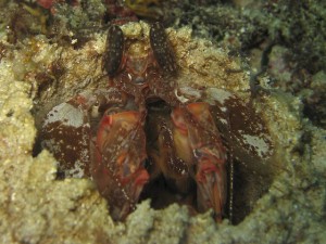 Spearing Mantis Shrimp In Hole