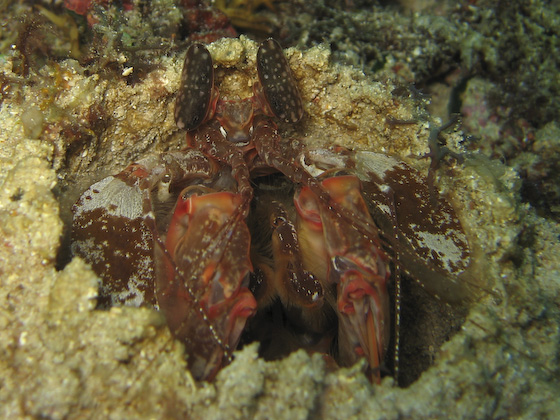 Spearing Mantis Shrimp In Hole