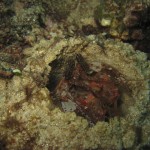 Spearing Mantis Shrimp Following Me With One Eye Spearing Mantis Shrimp Following Me With One Eye