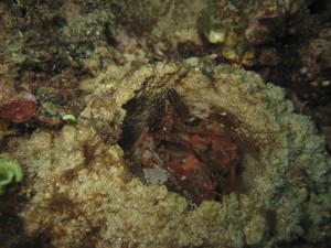 Spearing Mantis Shrimp Following Me With One Eye Spearing Mantis Shrimp Following Me With One Eye