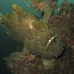 sulawesi-ocean-rover-75
