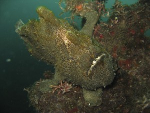 sulawesi-ocean-rover-75