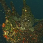 sulawesi-ocean-rover-77