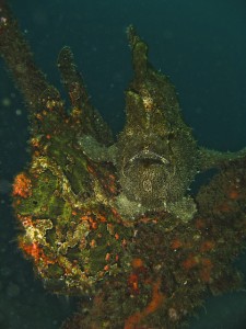 sulawesi-ocean-rover-77