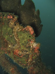 sulawesi-ocean-rover-78