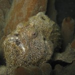 sulawesi-ocean-rover-79
