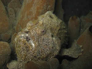sulawesi-ocean-rover-79