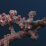 Pygmy Seahorse Pygmy Seahorse