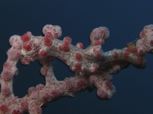 Pygmy Seahorse Pygmy Seahorse