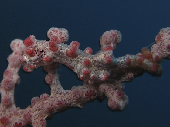 Pygmy Seahorse