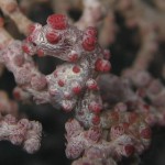 Pgymy Seahorse Pgymy Seahorse