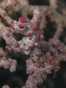Pgymy Seahorse