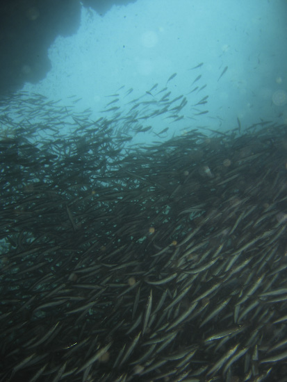 myanmar-burma-liveaboard-38
