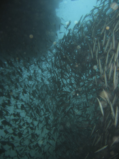 Bait Ball at In Through The Out Door, Burma