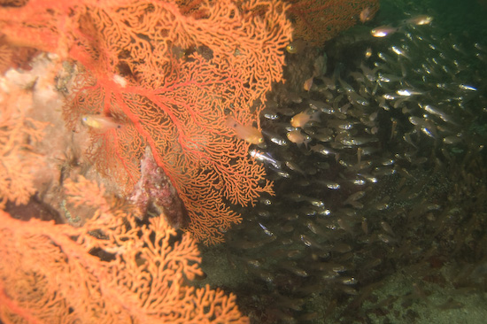 myanmar-burma-liveaboard-51