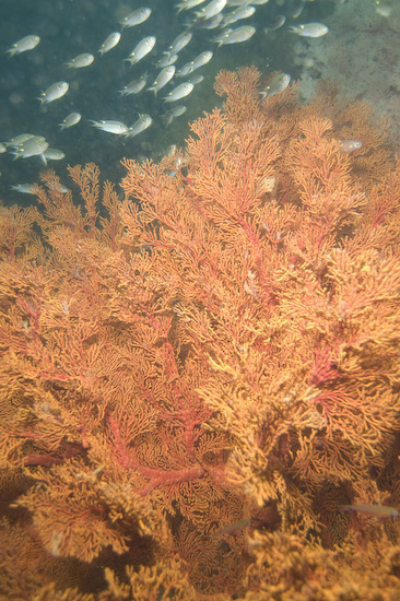 myanmar-burma-liveaboard-54