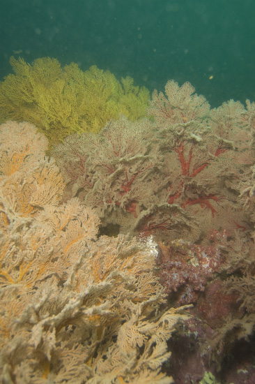 myanmar-burma-liveaboard-55