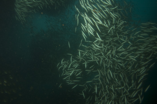myanmar-burma-liveaboard-60