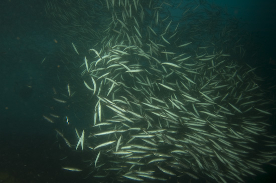myanmar-burma-liveaboard-62