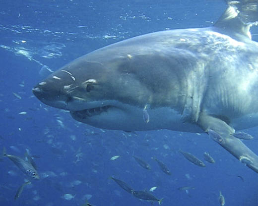 great white shark wallpaper. great white shark attack a