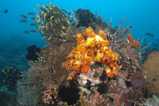 Reef, Cannibal Rock