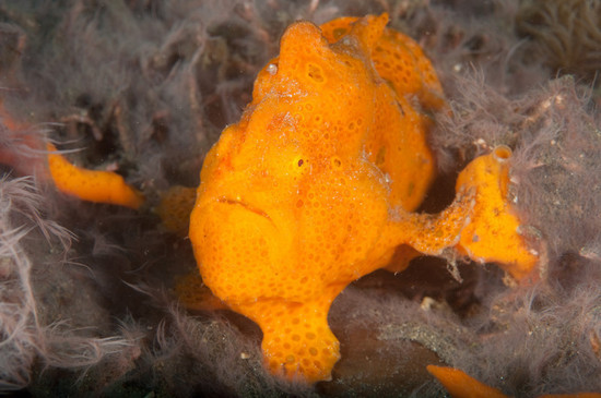 Orange frogfish amongst grey weed