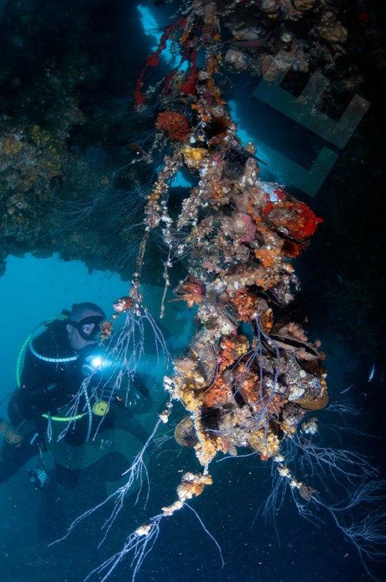 Hardeep Wreck, Pattaya - Hanging Coral