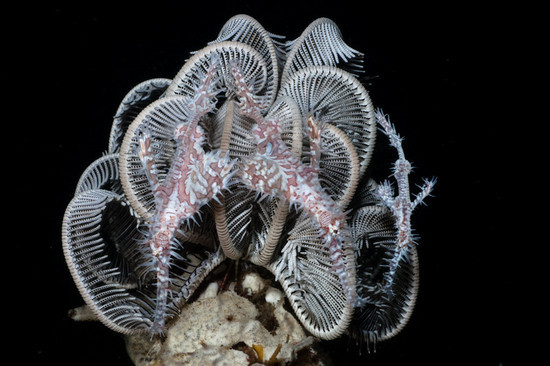 Ornate ghost pipefish, Dauin near Apo Island Philippines Ornate ghost pipefish, Dauin near Apo Island Philippines