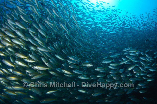 Yellow snapper schooling, Richelieu Rock, Richelieu Rock, Similan Islands, Thailand